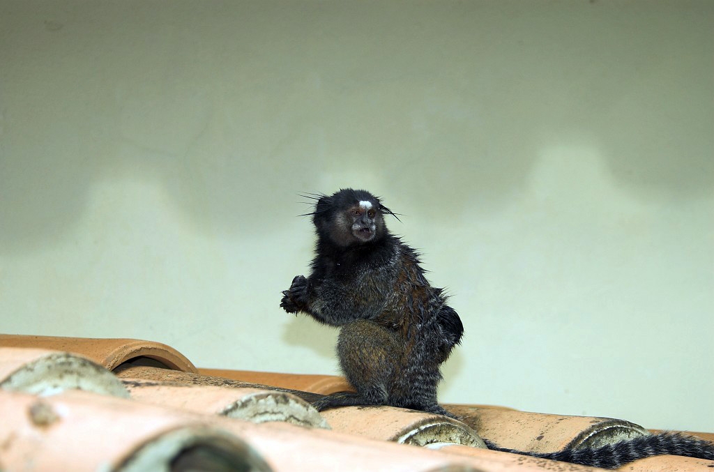 Marmoset Canastra-01.jpg - Tufted-ear Marmoset (Clitoris jacchus), Brazil 2005